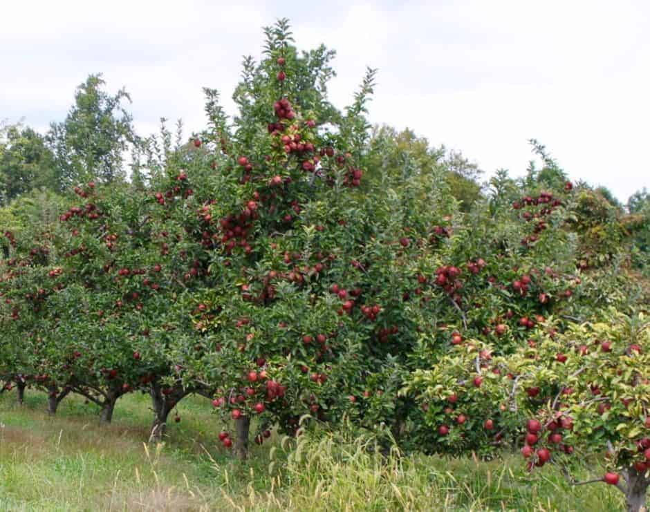 apple orchard