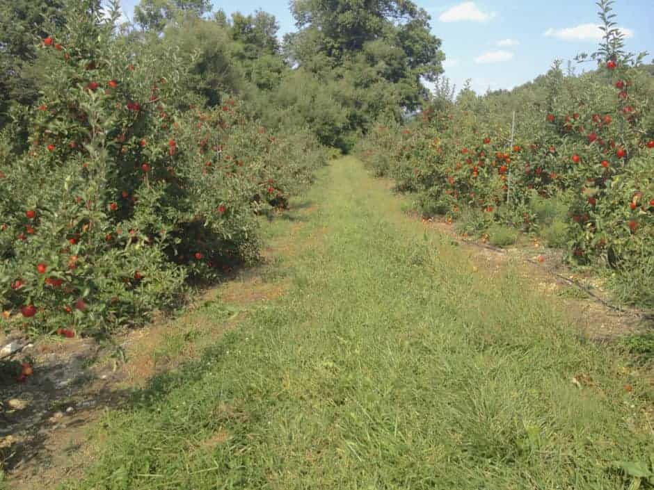 apple orchard