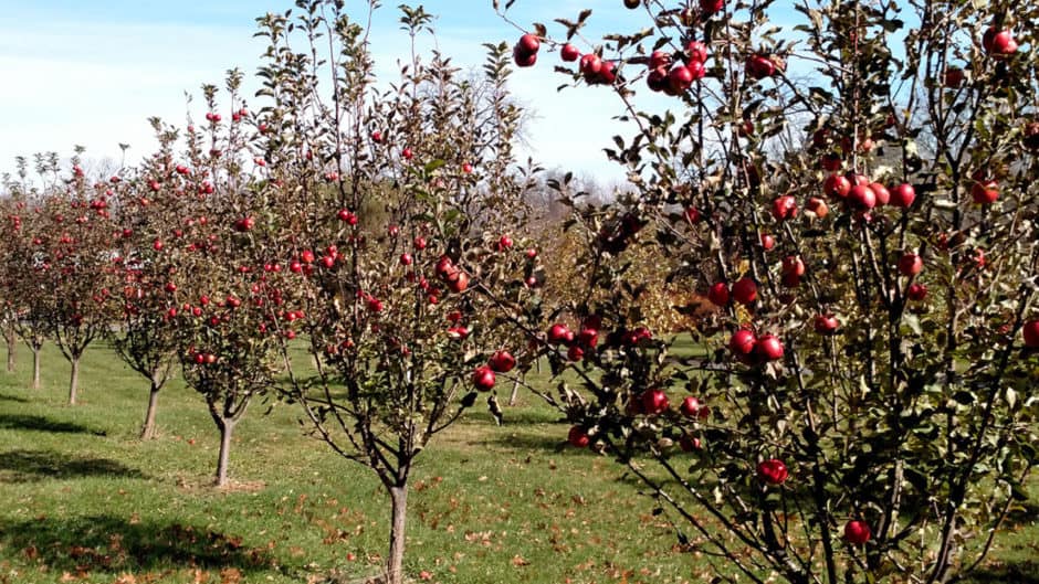 Cider Apples