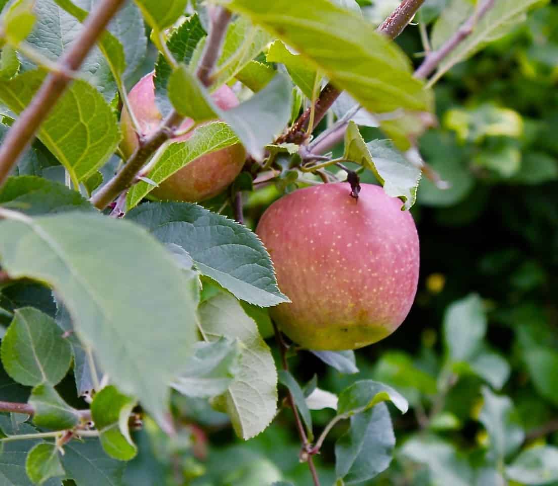 Taste & Learn at Scott Farm Orchard's Heirloom Apple Day (Oct. 9