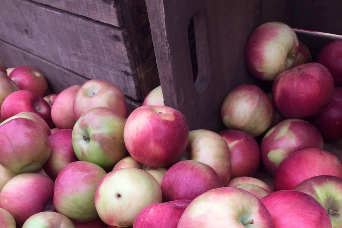 apples in bins