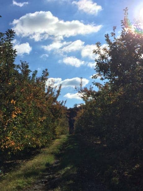 Penn State Cider Tour Orchard