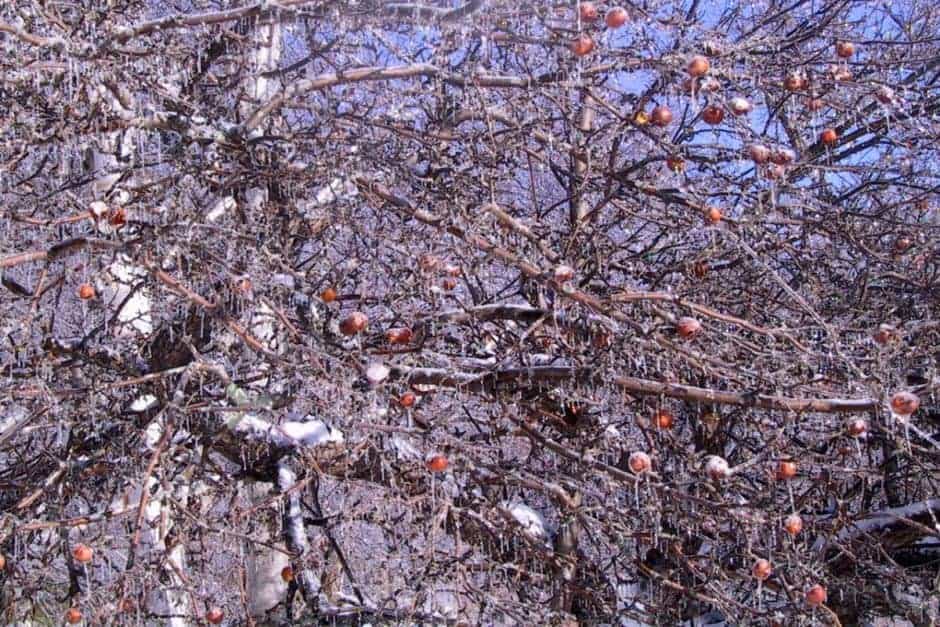 Newhall Farm Cider Frozen Apple Tree