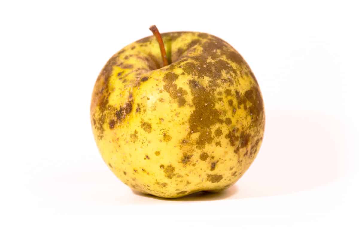 Wigle Whiskey to Open New Cidery, Threadbare Cider Cider Culture