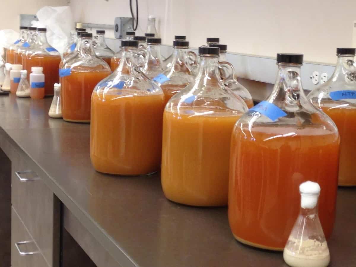 Cider Jugs Cider Culture