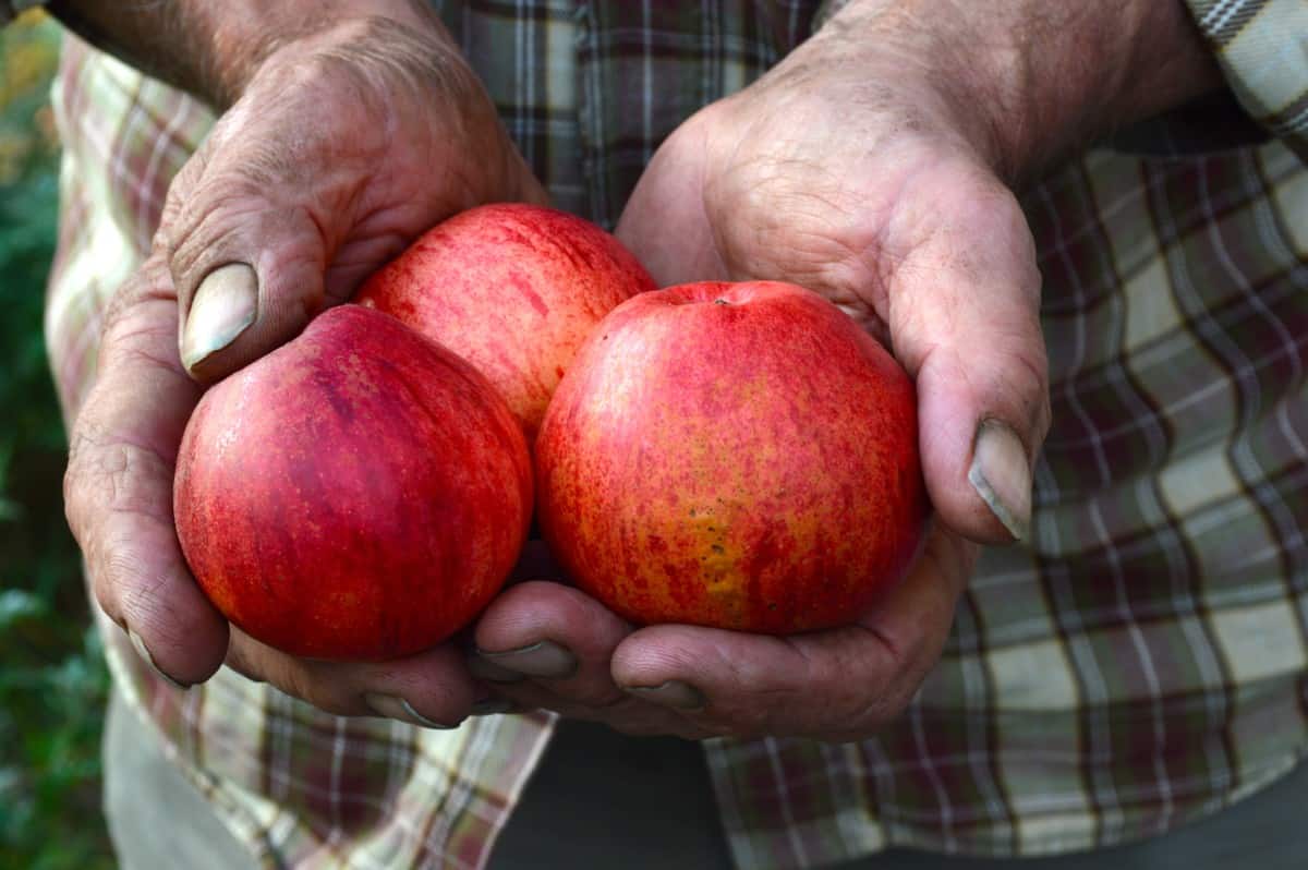 Heirloom, Cider, Wild & More A Case for Apples Cider Culture