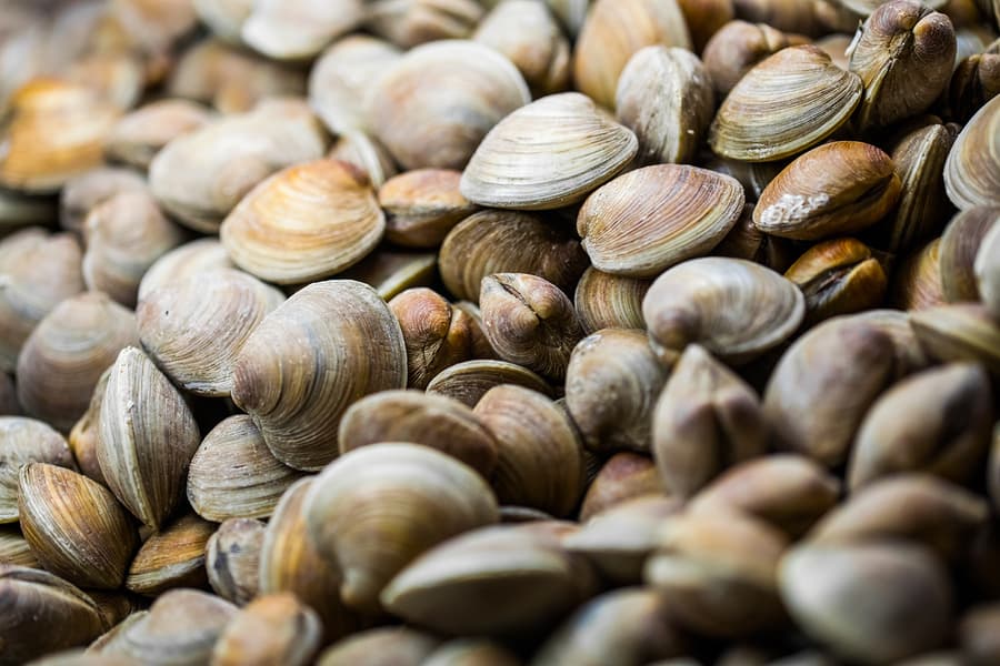 Littleneck Clams