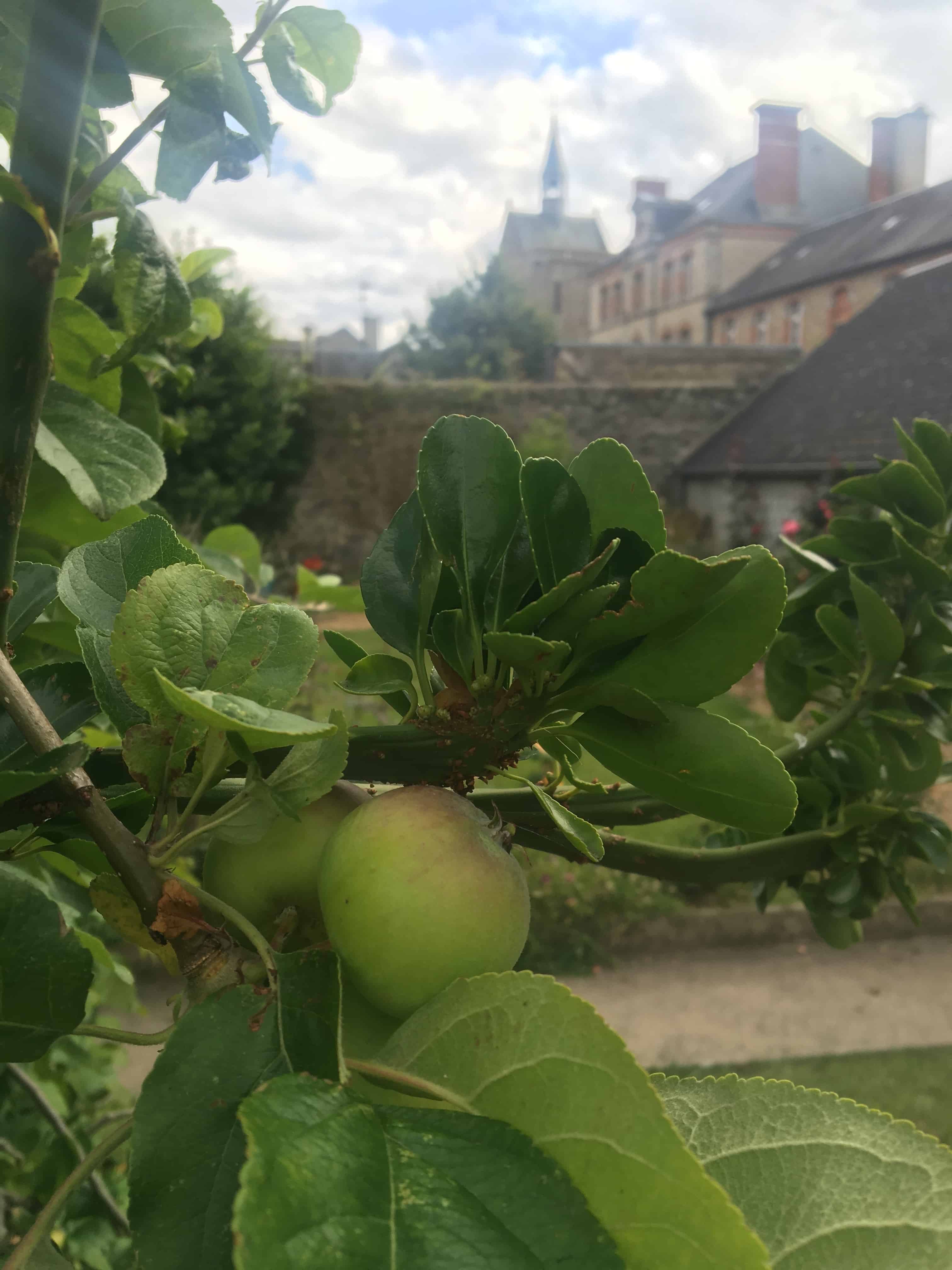 Normandy apple tree