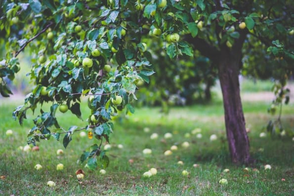 apple tree 