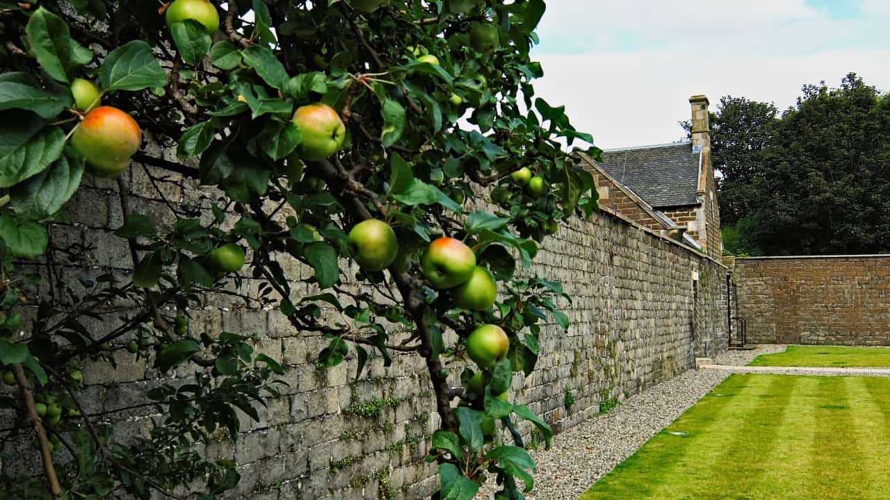 apple, wall