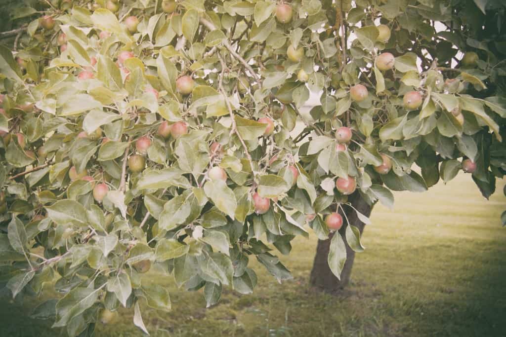 Apples on Tree 