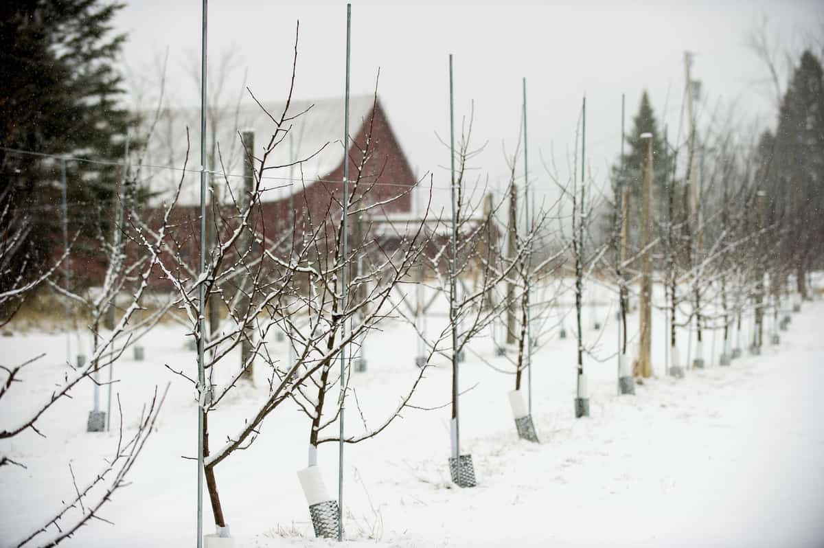 Eden Cider 