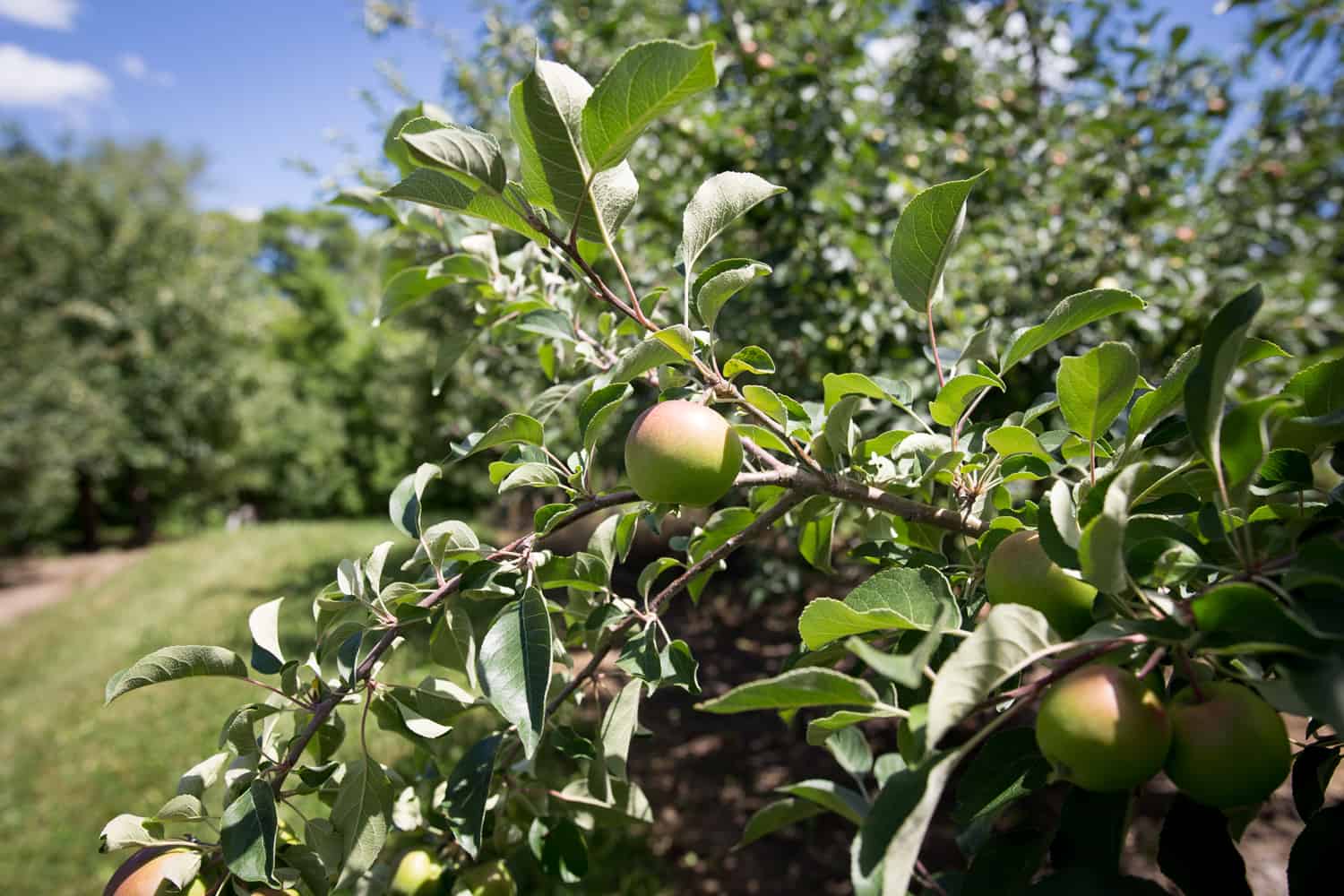 Wyndfall Cyder apples