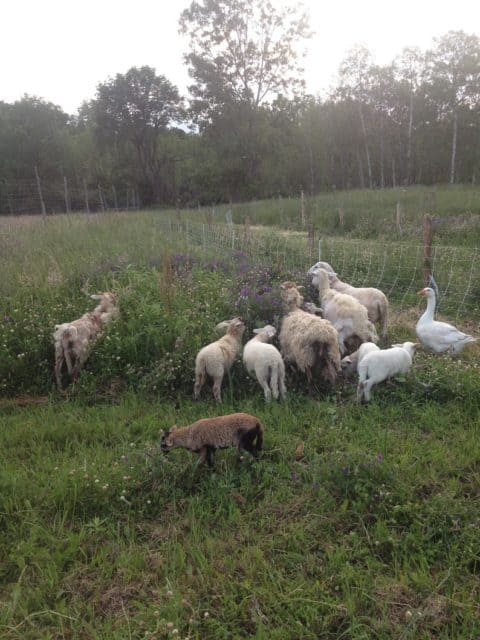 redbyrd orchard goats