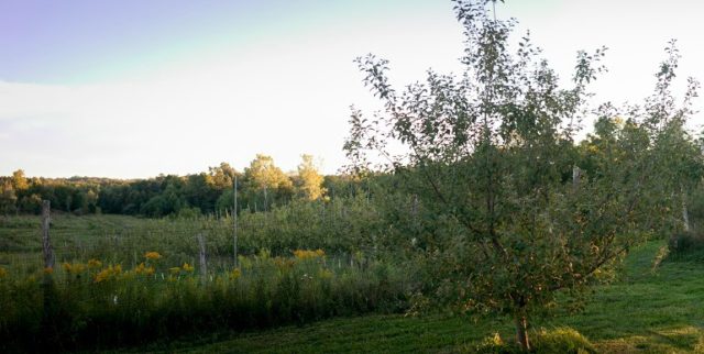 Redbyrd Orchard