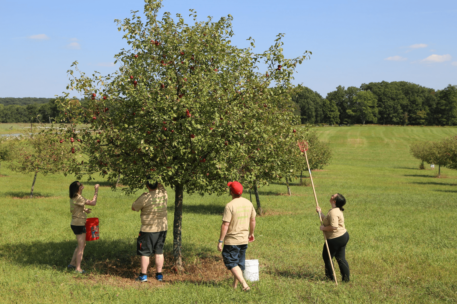 Seedling to Cider Project Apple Picking