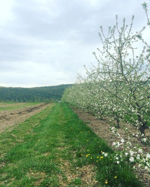 three-springs-fruit-farm