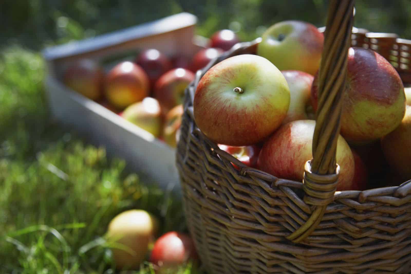 cider apples