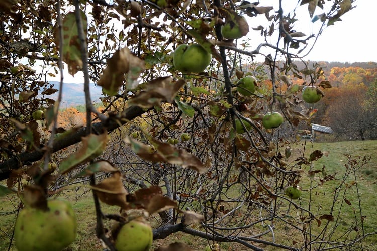 CiderDays 2017