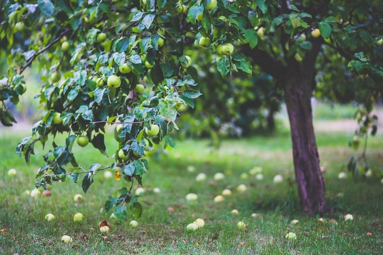 Northwest Cider Association