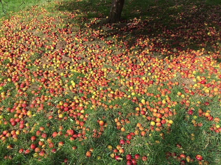 Aged Cider