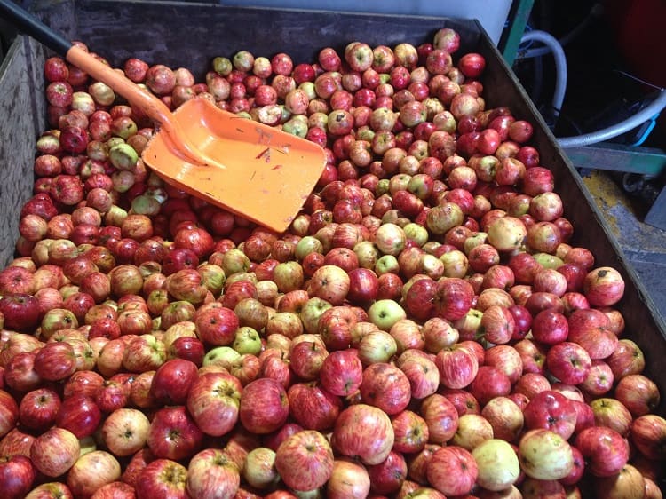 Aged Ciders