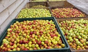 Cider Trends for 2018