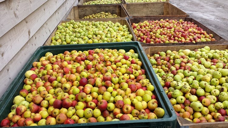 Aged Ciders