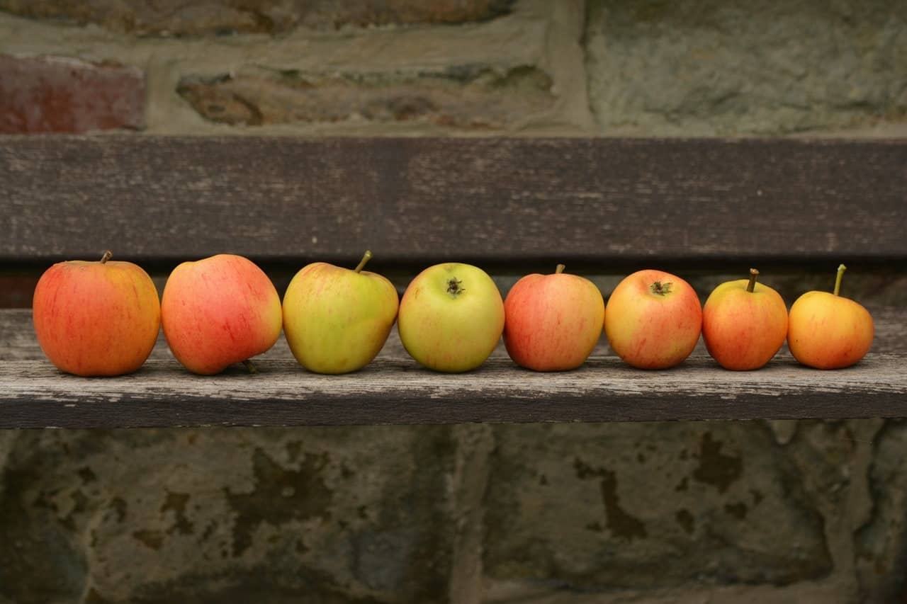 DIY Cider making