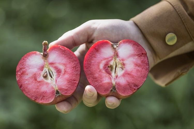 rose cider