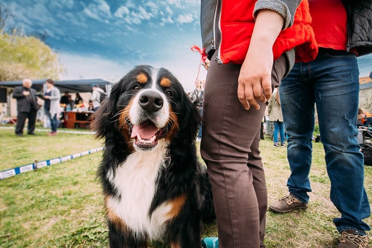 Dog-Friendly Cideries