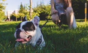 dog-friendly cideries