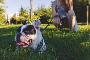 dog-friendly cideries