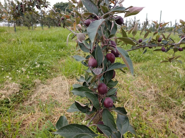 Old Stone Cider