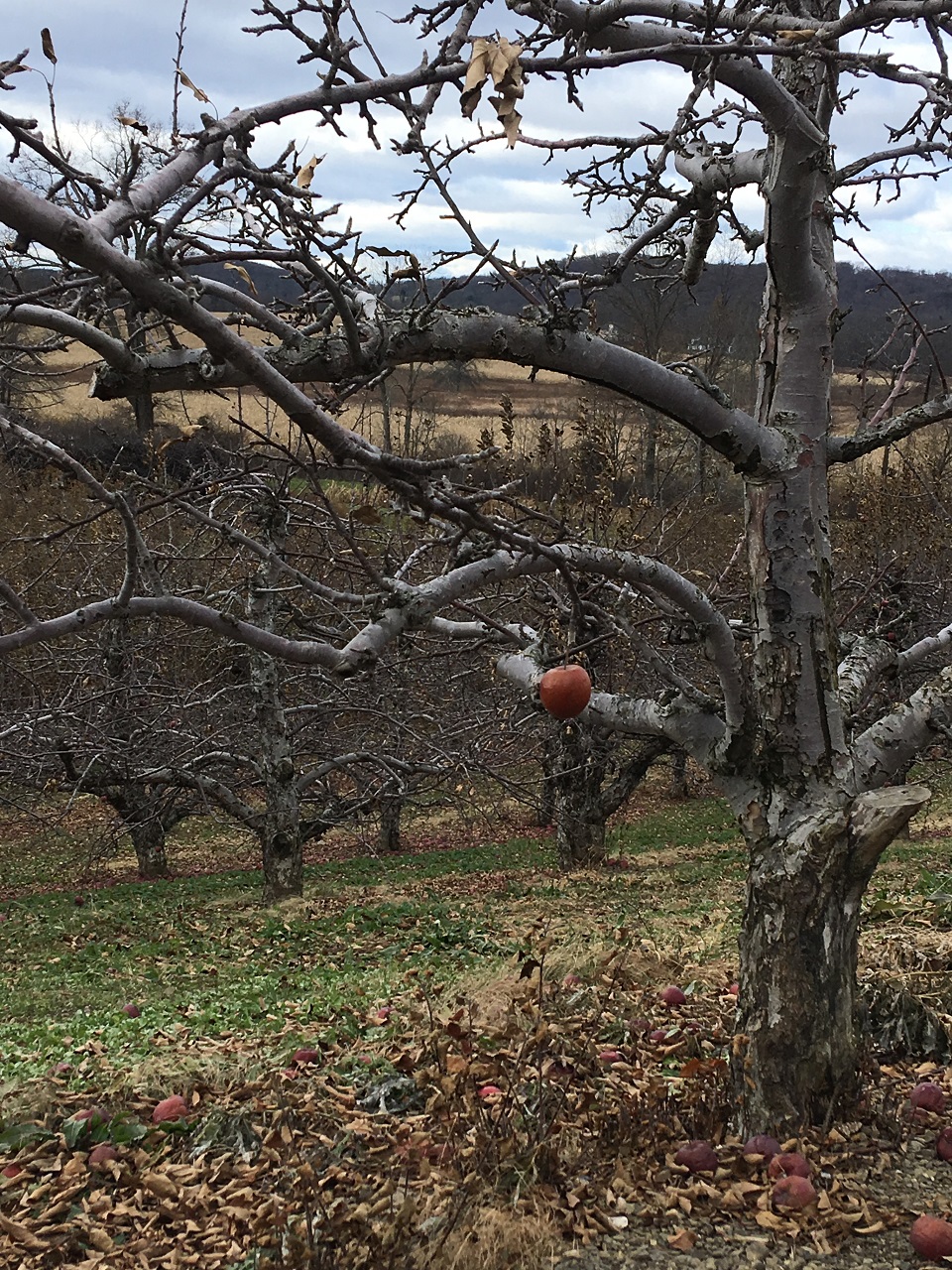 Angry Orchard Innovation Cider House