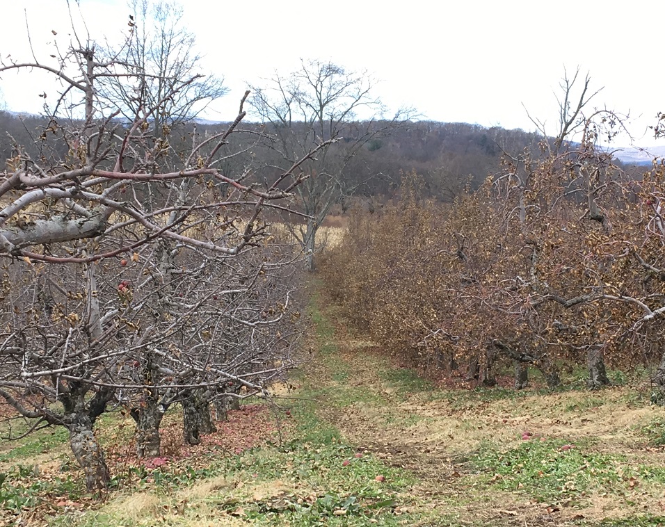 Angry Orchard Innovation Cider House