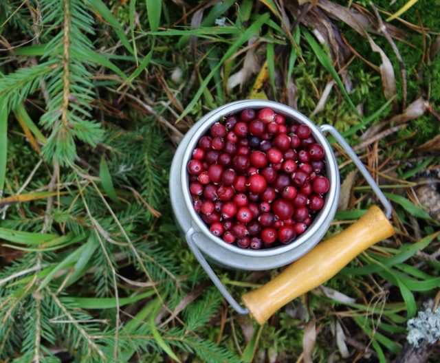 cranberry and cider sauce