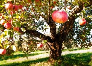 Cider Week Hudson Valley