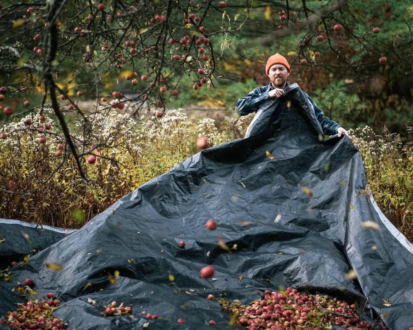 foraged apple cider