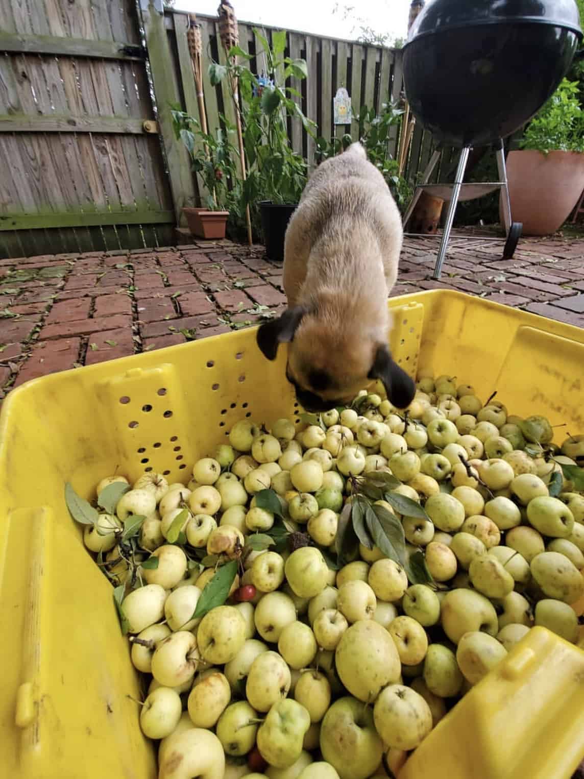 foraged apple cider