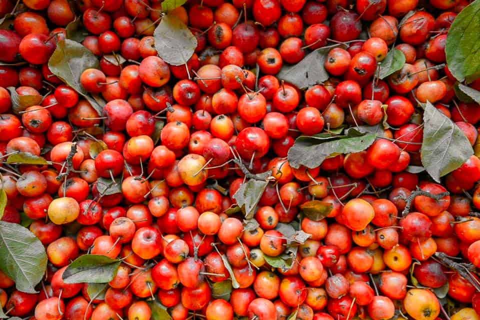 foraged apple cider