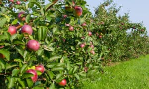 cideries in NY State