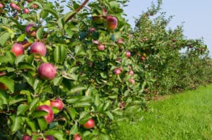 cideries in NY State