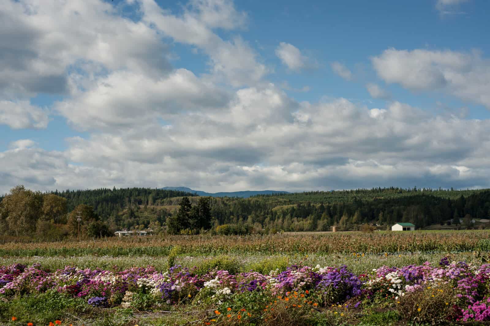 Northwest Cider Club