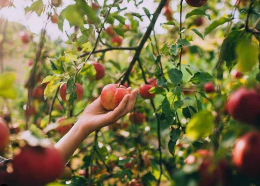 Carolina Cider Fest