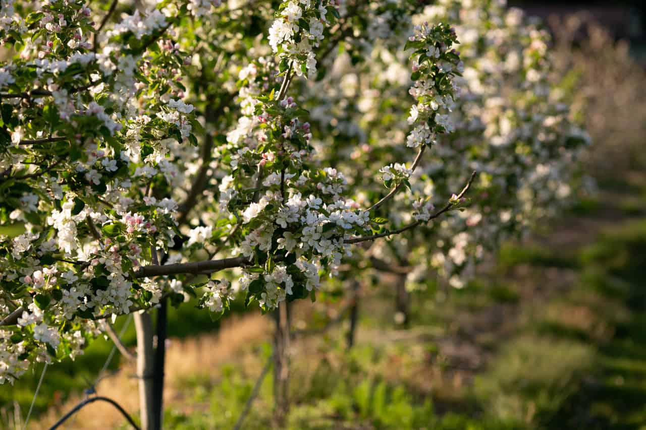 crab apple cider