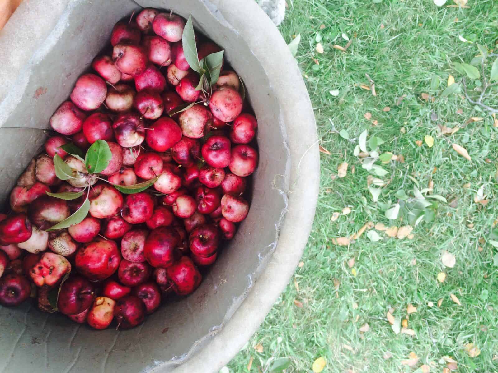 crab apple cider