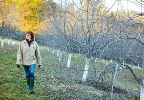 308: Virginia’s First Lady of Cider | Diane Flynt