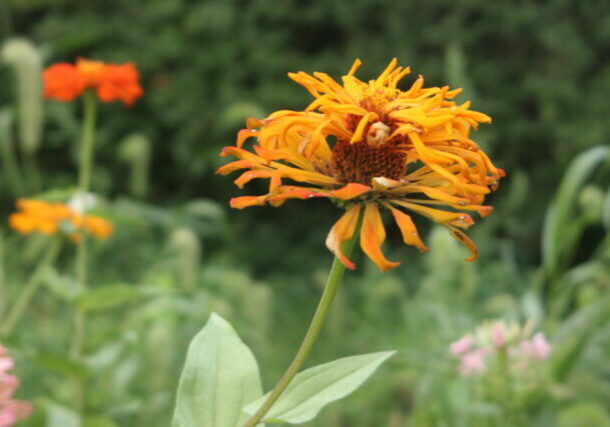 Along Came a Cider flower