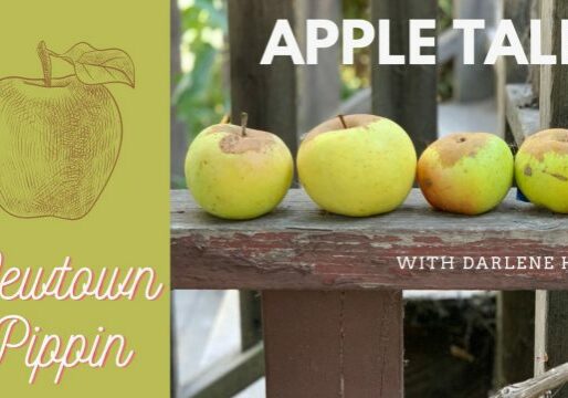 AppleTales_NewtownPippin_Web